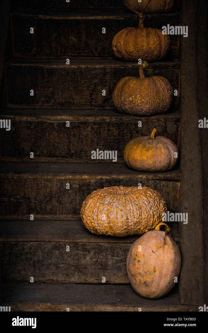Les citrouilles sur un escalier Banque D'Images