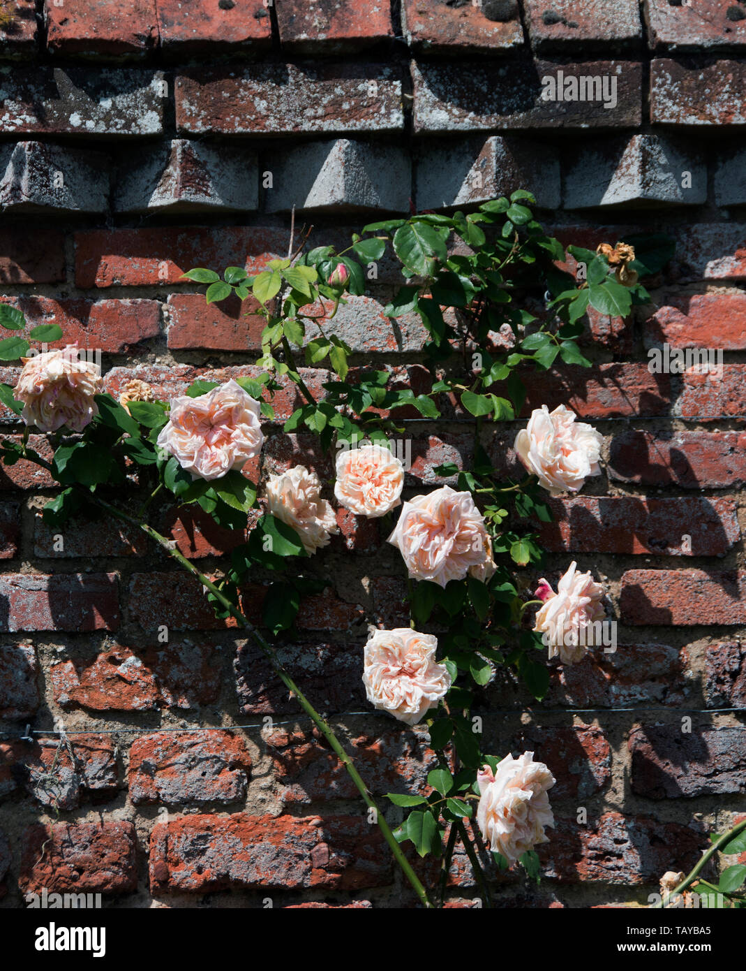 Rosa 'Shropshire cont' a de grandes, parfaitement formé, légèrement en forme de coupe, de couleur rose-pêche clair, rosettes, avec un beau fruité parfum de thé. Un grimpeur vigoureux Banque D'Images