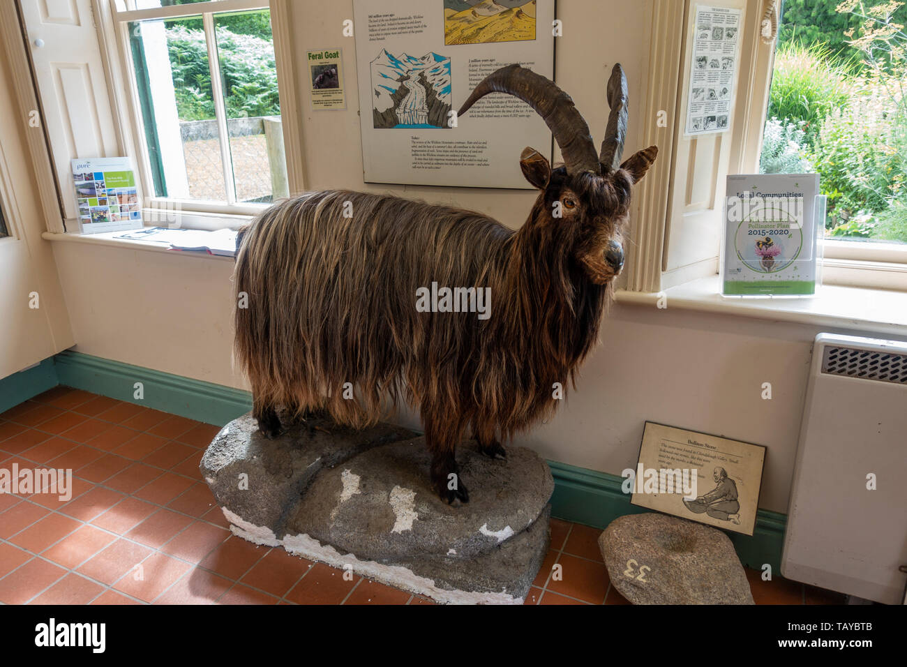 Une chèvre sauvage de taxidermie (Capra hircus) dans le parc national de l'information, Glendalough, dans le comté de Wicklow, Irlande. Banque D'Images