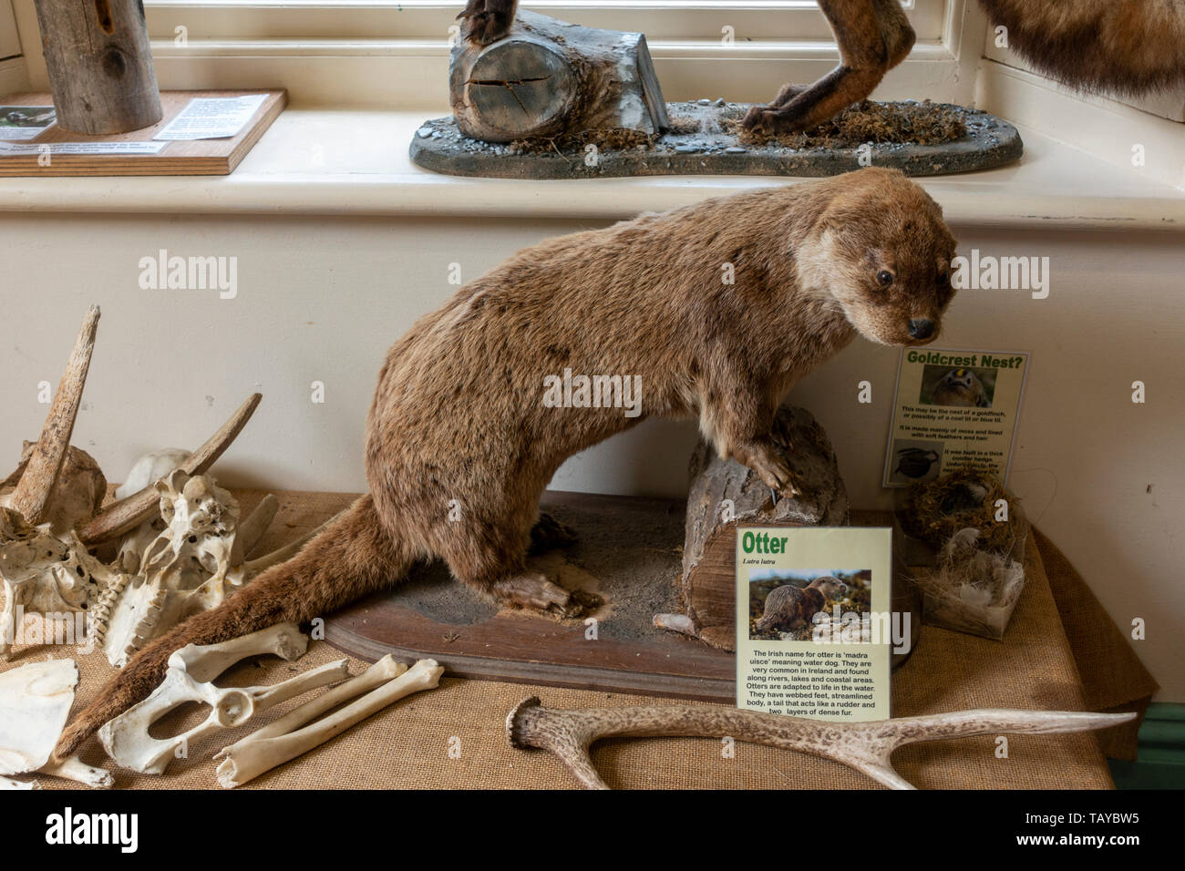 Taxidermie une loutre (Lutra lutra) sur l'affichage dans le parc national de l'information, Glendalough, dans le comté de Wicklow, Irlande. Banque D'Images