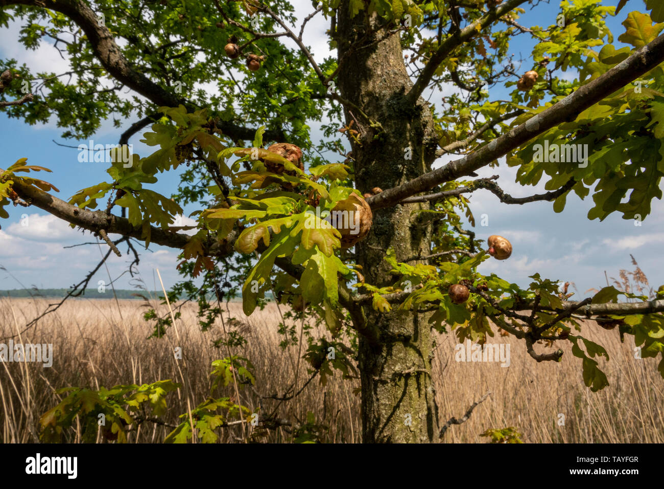 Fermer coup de pommes de chêne vert de plus en plus avec les feuilles et les branches contre un ciel bleu doux Banque D'Images