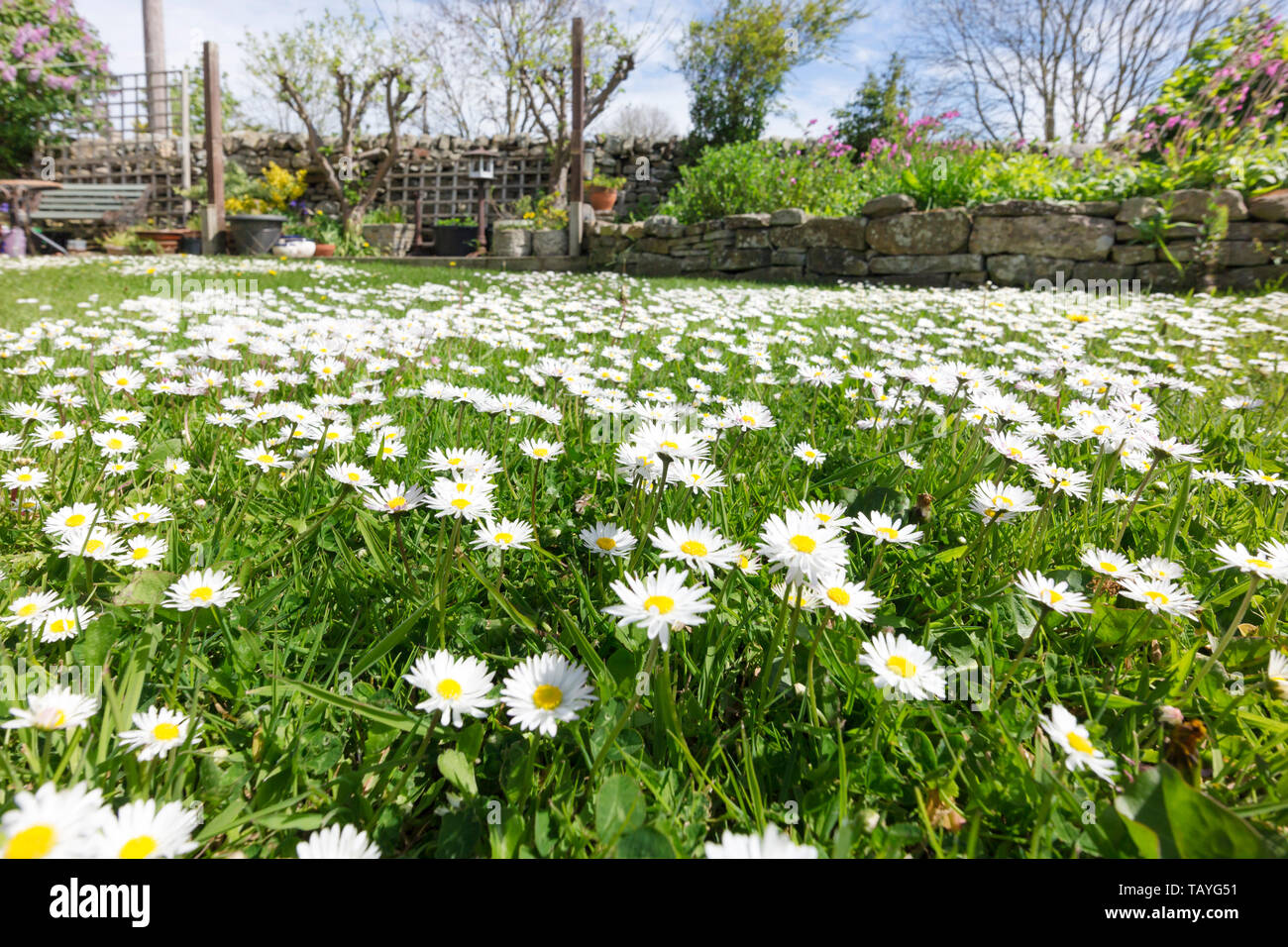 Un jardin pelouse gazon couvert de pâquerettes (Bellis perennis) Banque D'Images