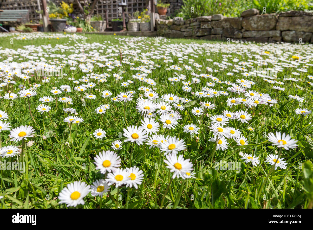 Un jardin pelouse gazon couvert de pâquerettes (Bellis perennis) Banque D'Images