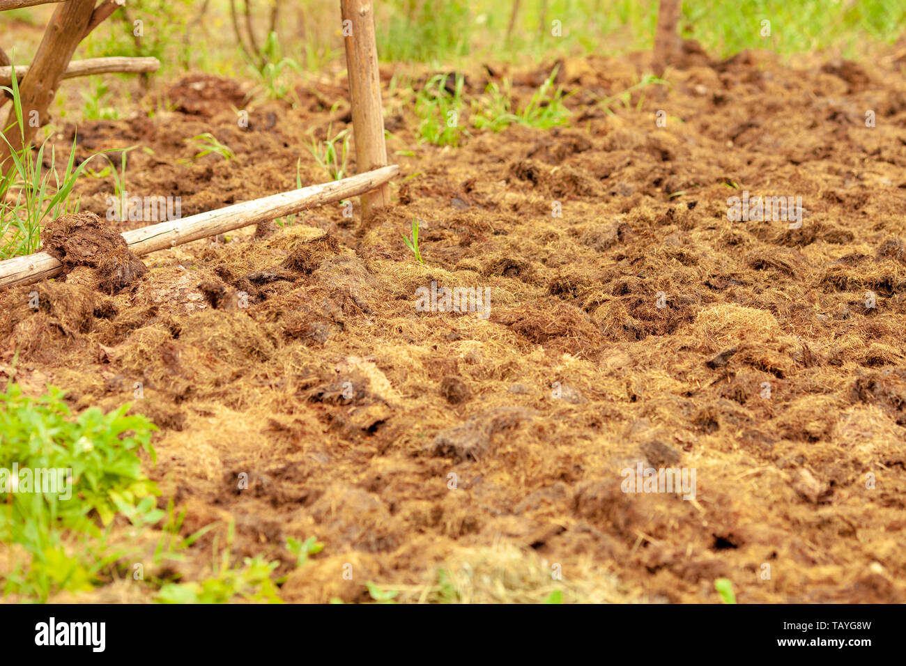 Le fumier de vaches sur un champ agricole, un tas de fumier pour fertiliser le sol sur le terrain et d'obtenir une bonne récolte de produits et légumes Banque D'Images