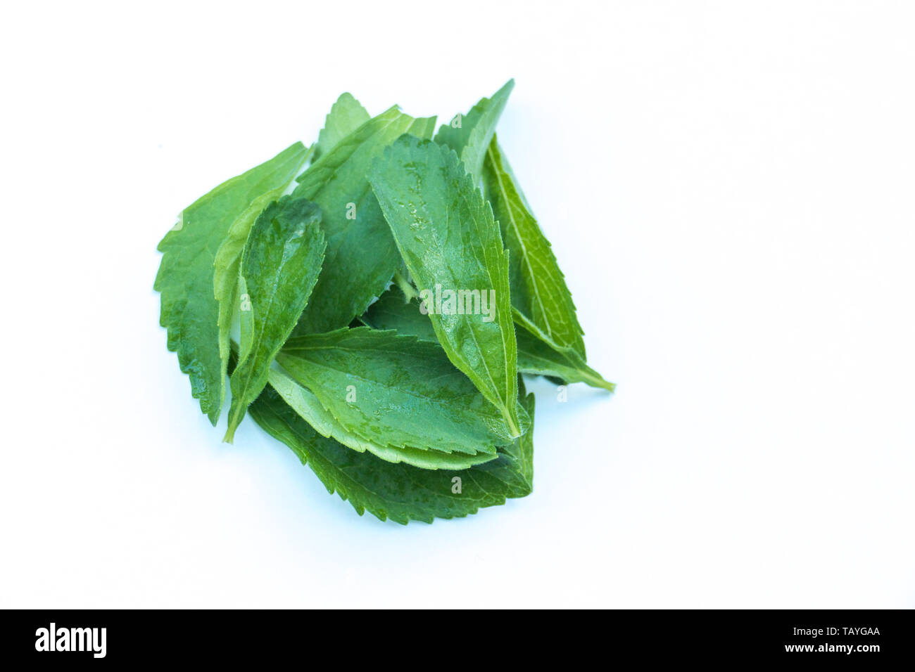 Les feuilles de Stevia rebaudiana isolé sur fond blanc Banque D'Images