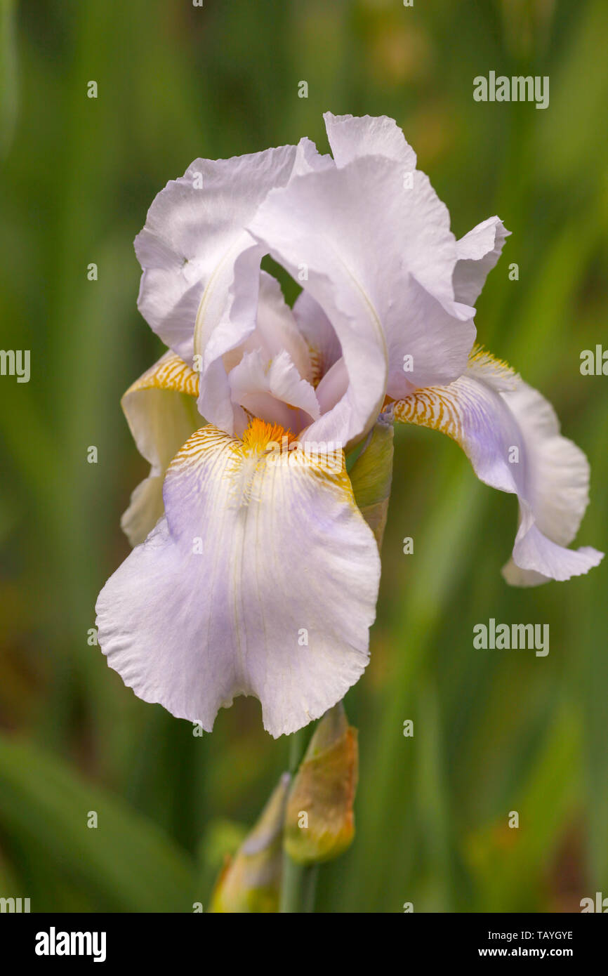 Iris albicans, aussi connu sous le cimetière cimetière blanc, iris iris, ou le drapeau blanc iris Banque D'Images
