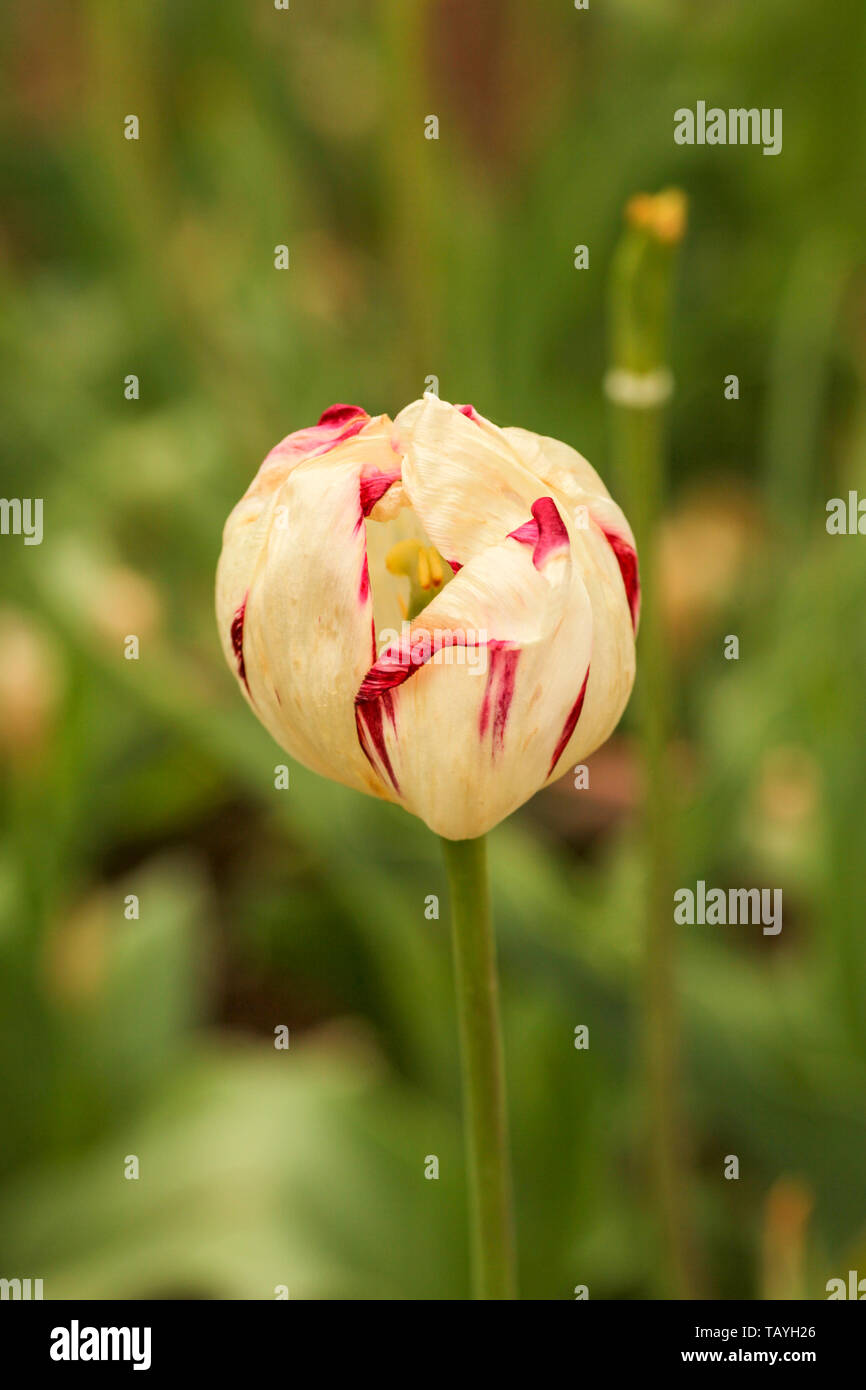 Belle rose rouge et blanc à rayures tulip Banque D'Images