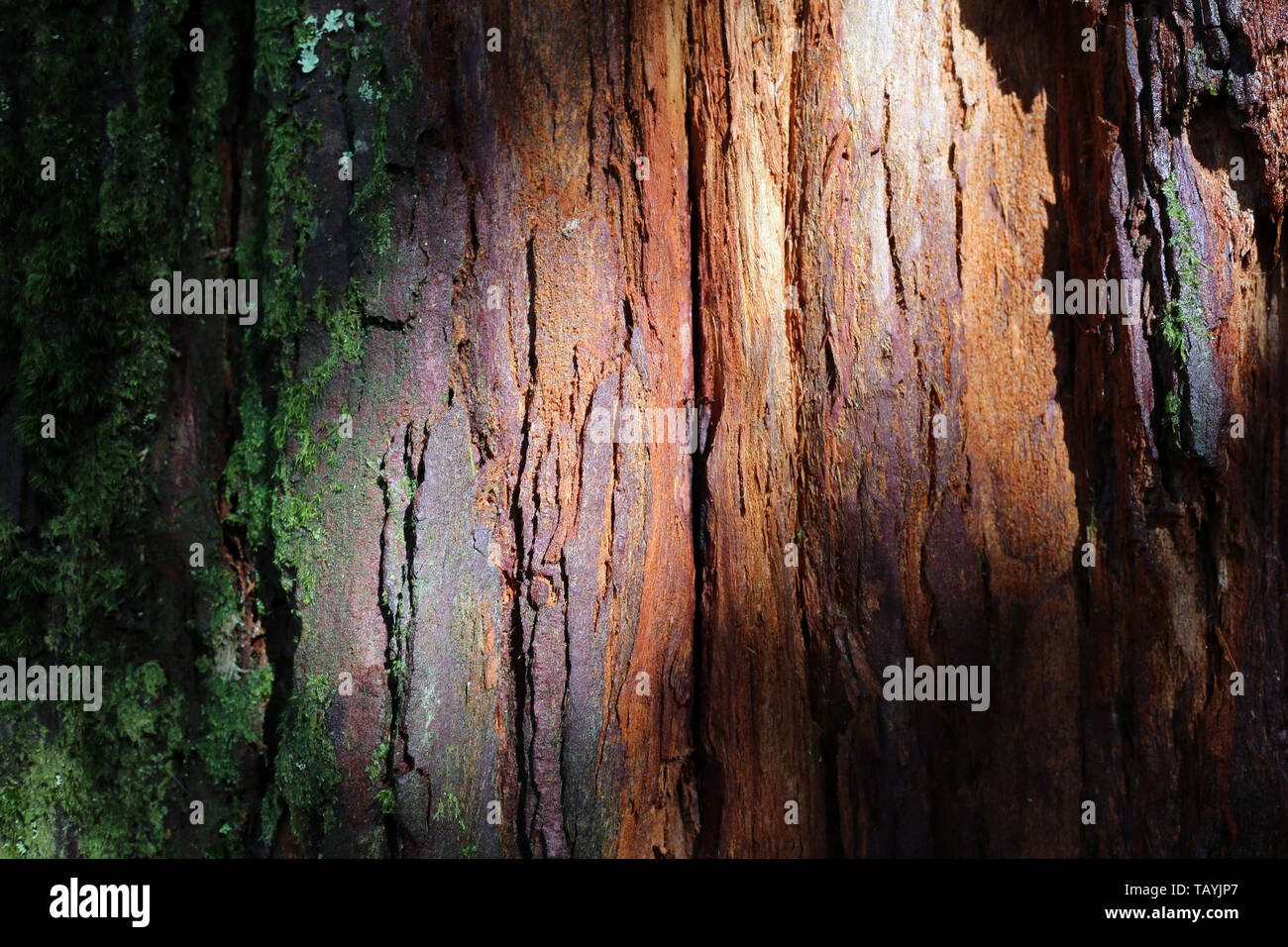 La texture d'un vieux tronc d'arbre, la couleur est une combinaison extraordinaire de l'arbre rouge et vert mousse. Photographié dans les forêts de l'île de Madère. Banque D'Images