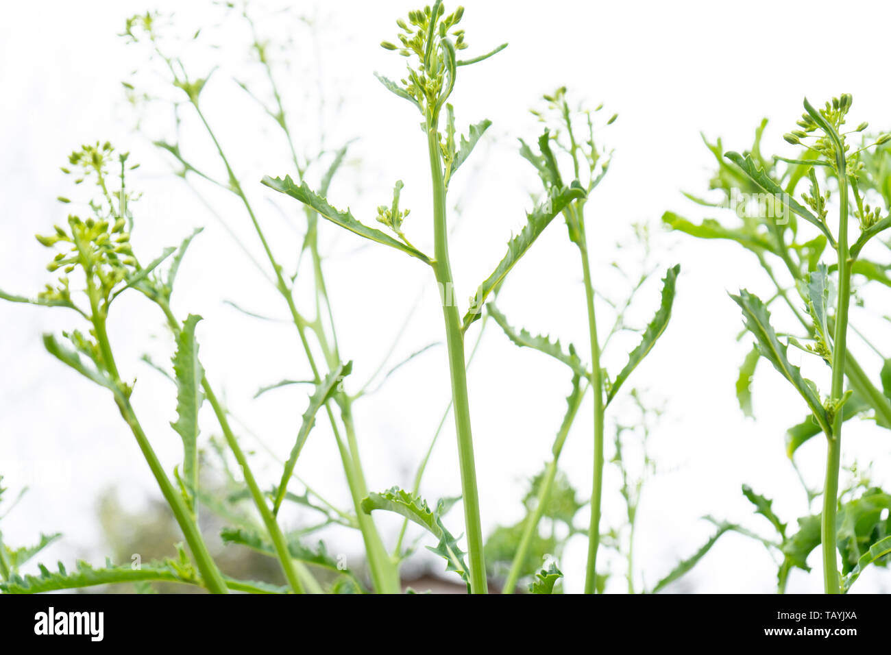 Aller à Kale (semences), de boulonnage avec des fleurs à propos de former, soit la conservation des semences de légumes comme un mode de vie. Ciel nuageux blanc lumineux en journée. Banque D'Images