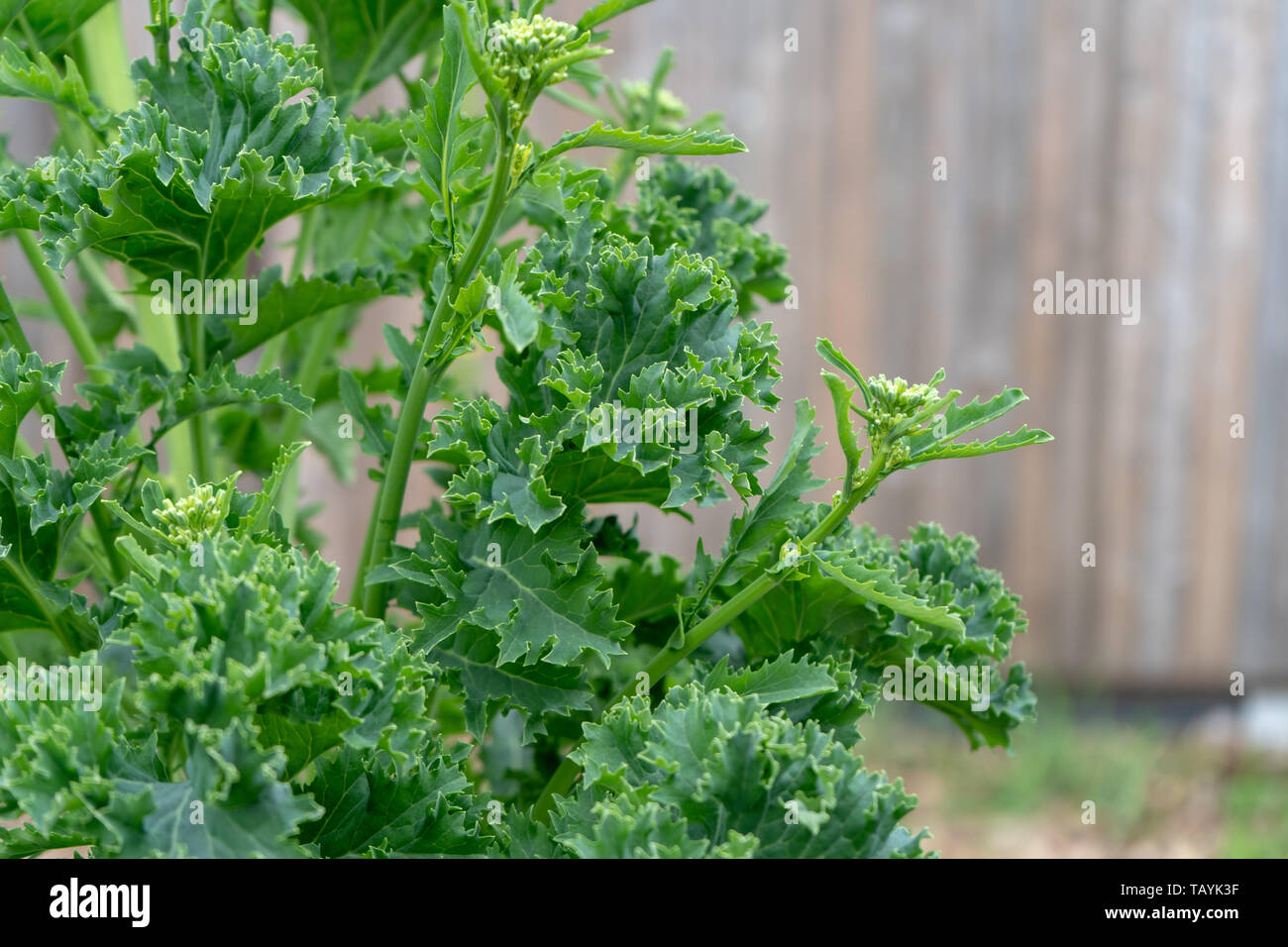 Kale plante dans un jardin, sur le point de fixation avec des fleurs, pour former des semences pour la conservation des semences comme un style de jardinage. Curly Kale russe feuilles plante. Banque D'Images