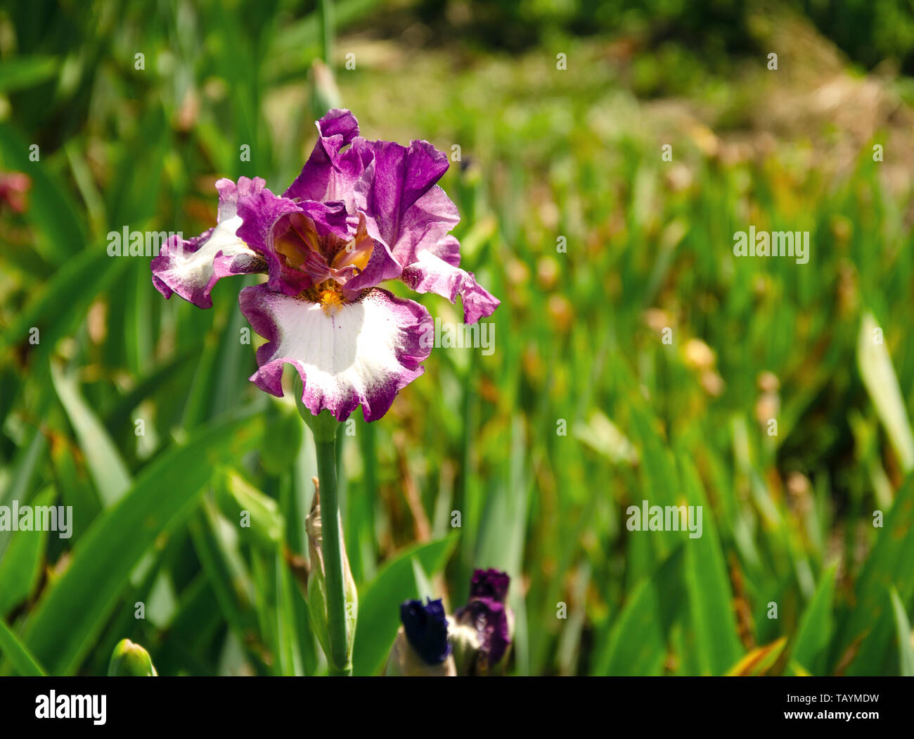 Fleur d'Iris au printemps, le jardin fleur pourpre avec de belles fleurs et arôme inhabituelle, close-up Banque D'Images