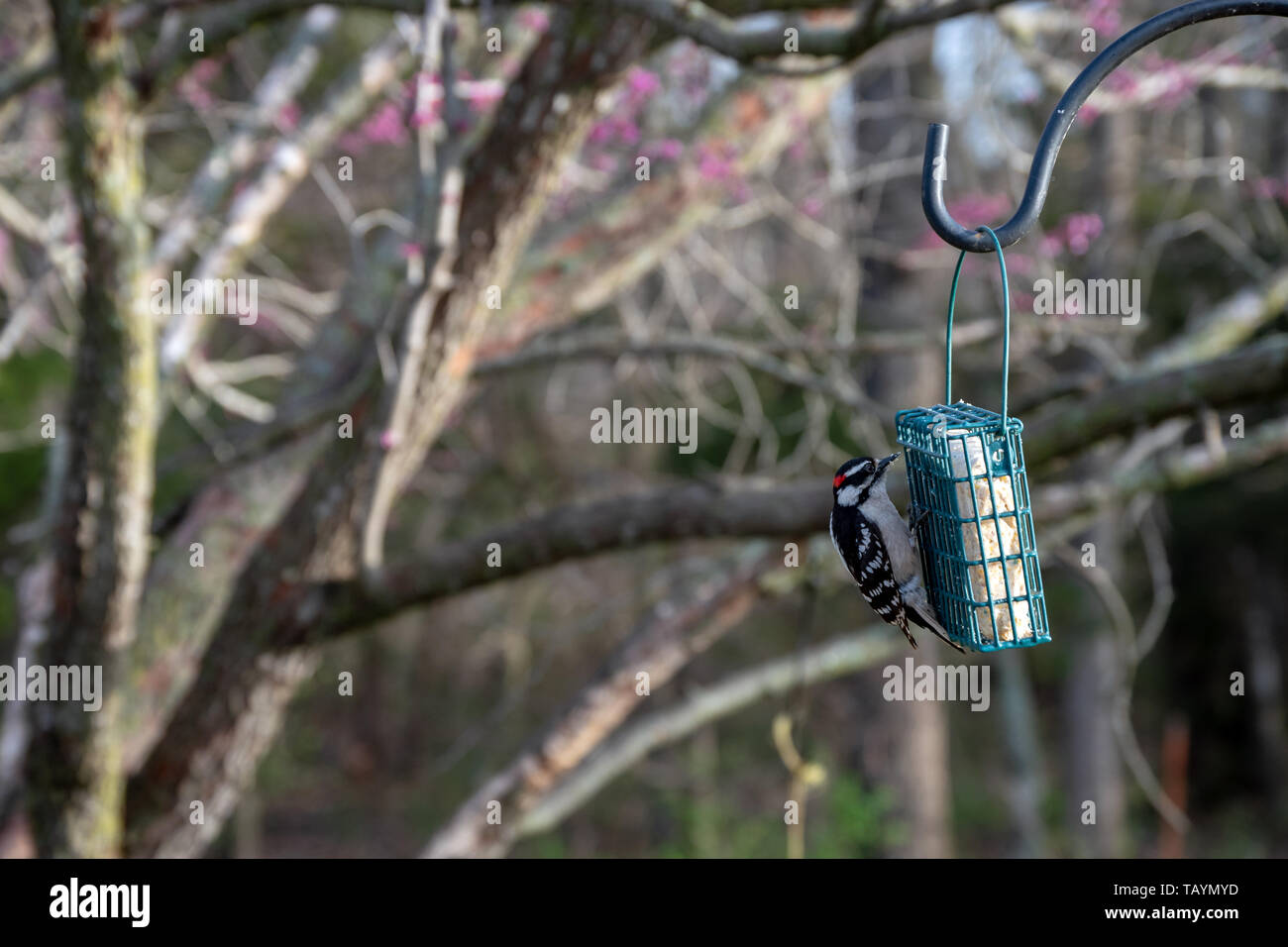 Un mignon petit pic chevelu bénéficie d''un suet cake dans ce SW Florida arrière-cour. L'effet de flou. Banque D'Images
