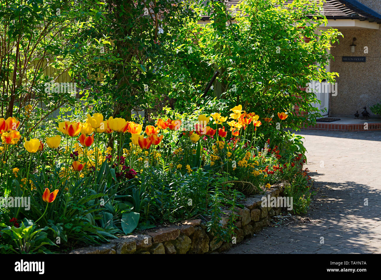 Tulipes rouges et jaunes sur un jardin sur le devant des puits, Somerset, UK Banque D'Images