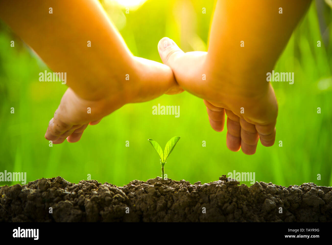La plantation d'arbres, d'aimer l'environnement et de la protection de la nature plantes nourrissant la Journée mondiale de l'environnement pour aider le monde à être belle Banque D'Images