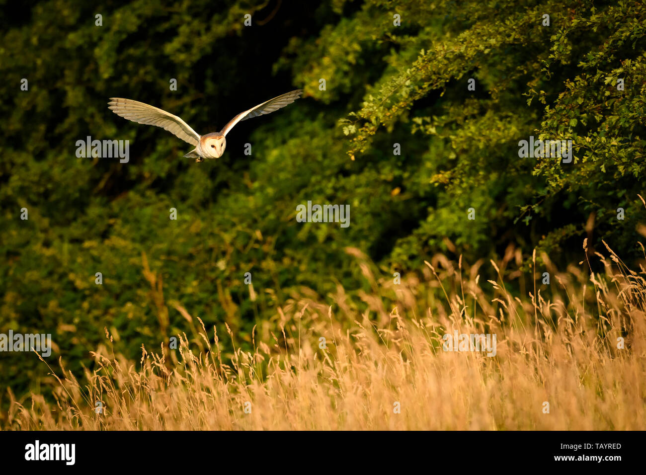 Effraie des clochers (Tyto alba) éclairées par la lumière du soleil du soir dans l'habitat de chasse, volant à basse altitude au-dessus des prairies, ailes déployées - Baildon, West Yorkshire, Angleterre, Royaume-Uni. Banque D'Images