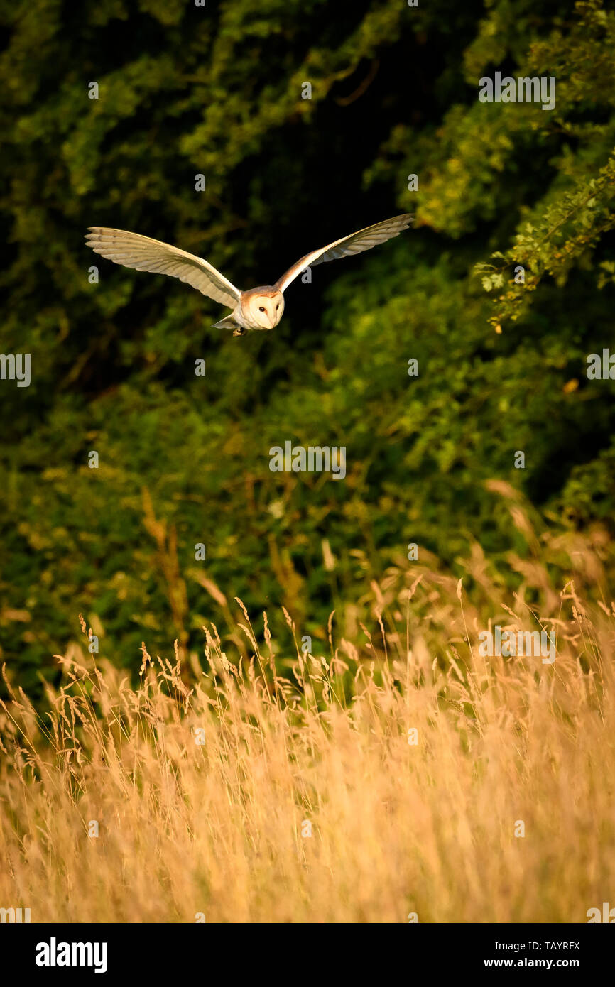 Effraie des clochers (Tyto alba) éclairées par la lumière du soleil du soir dans l'habitat de chasse, volant à basse altitude au-dessus des prairies, ailes déployées - Baildon, West Yorkshire, Angleterre, Royaume-Uni. Banque D'Images