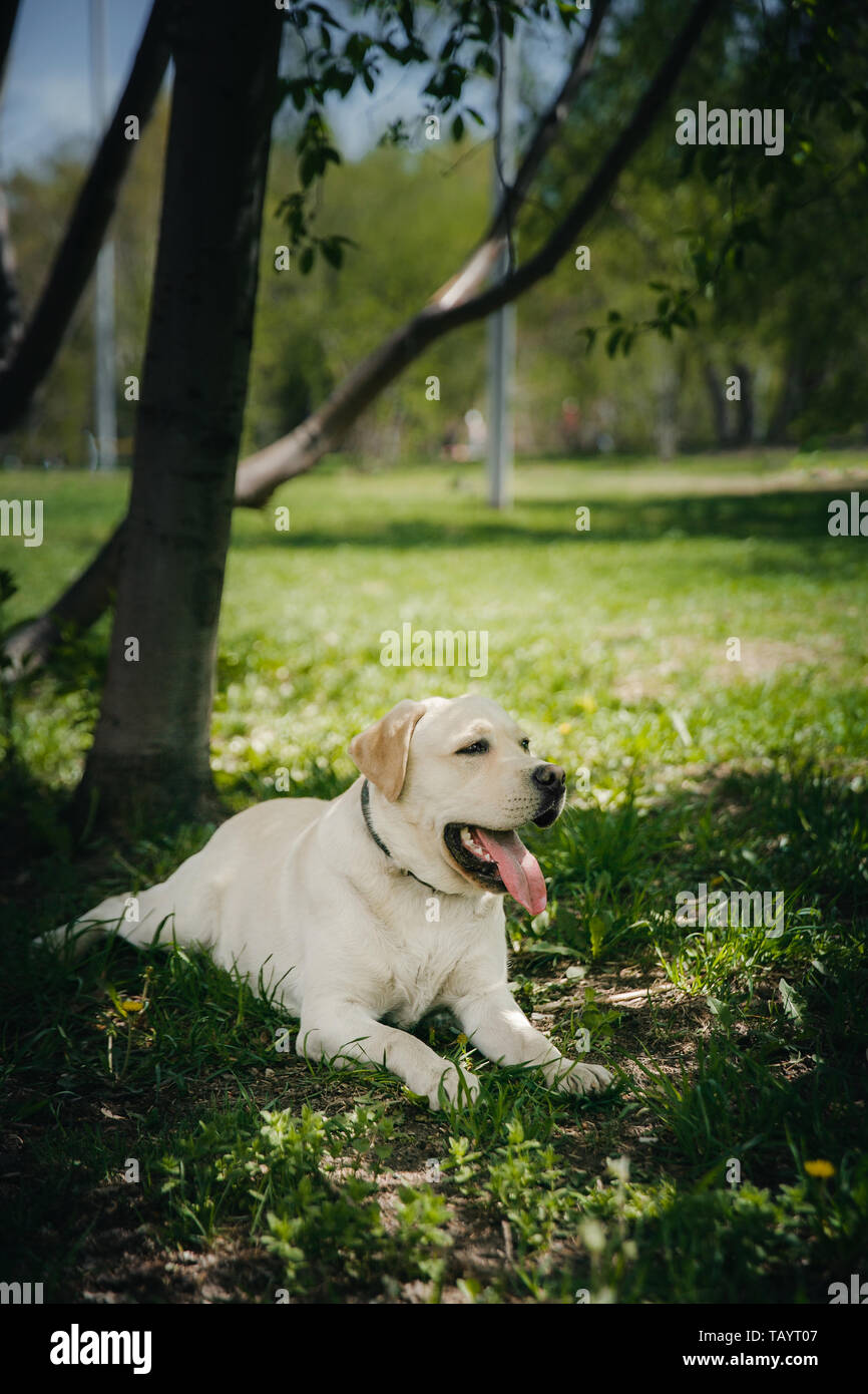 Actif, sourire et heureux chien de race labrador retriever à l'extérieur dans le parc de l'herbe par beau jour d'été. Banque D'Images