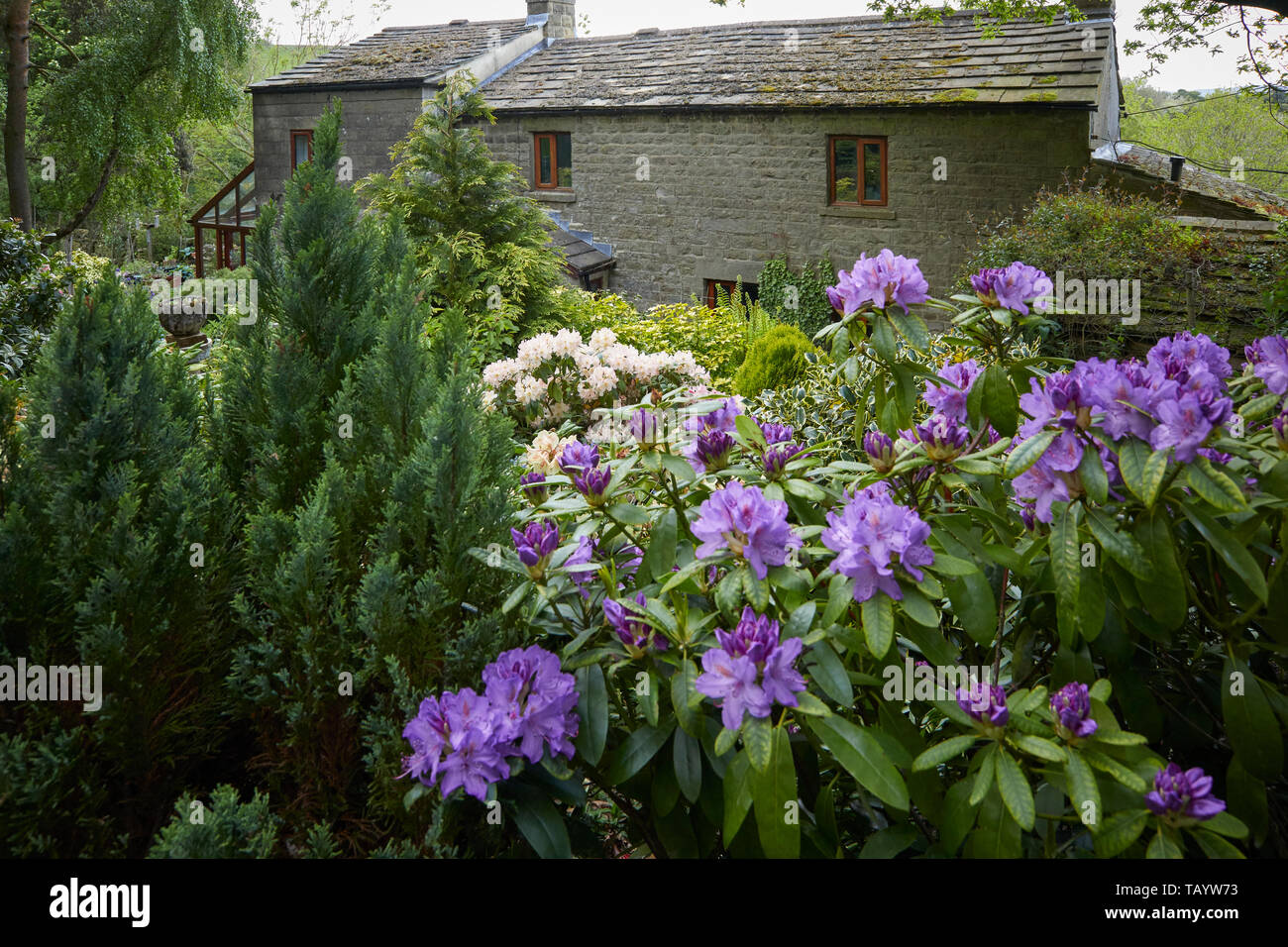 À l'intermédiaire de Rhododendron moorland traditionnel cottage dans Nidderdale, tourbe Lane, Bewerley, North Yorkshire, Angleterre, Royaume-Uni. 27 mai 2019. Banque D'Images