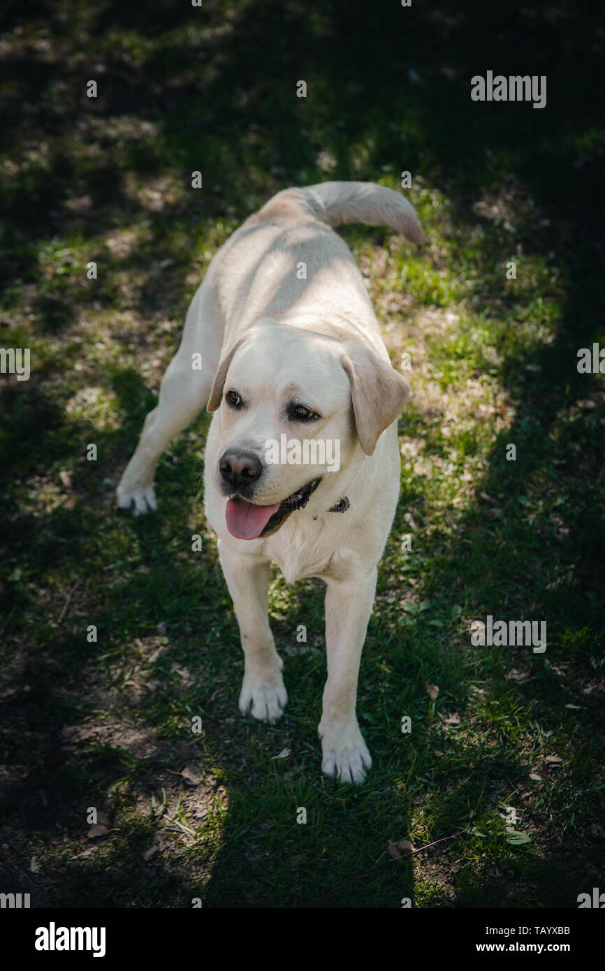 Actif, sourire et heureux chien de race labrador retriever à l'extérieur dans le parc de l'herbe par beau jour d'été. Banque D'Images