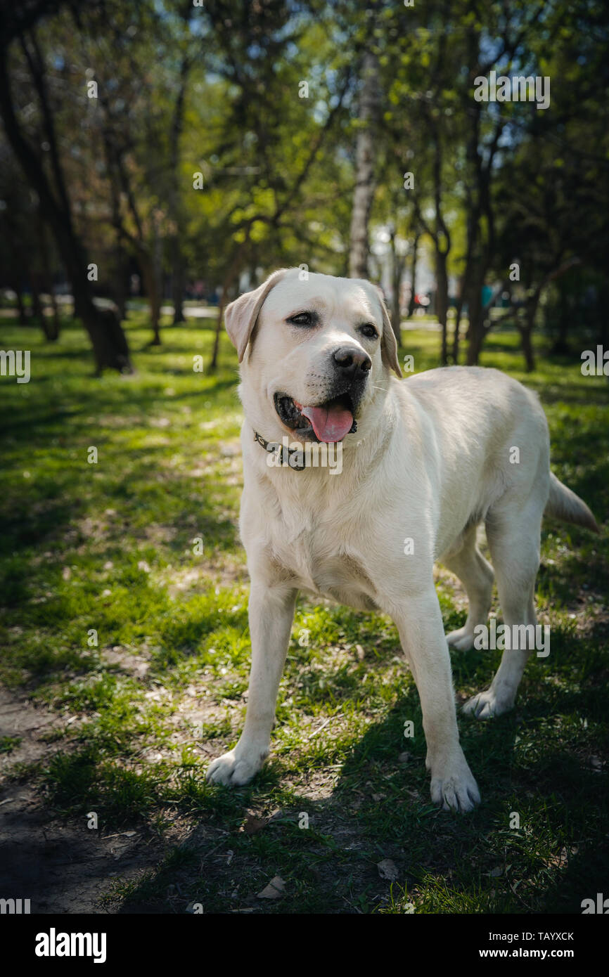 Actif, sourire et heureux chien de race labrador retriever à l'extérieur dans le parc de l'herbe par beau jour d'été. Banque D'Images