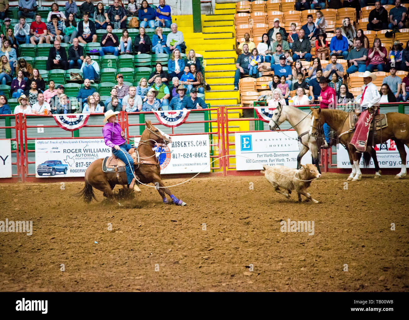 Cowboy à cheval, volant un jeune braque ou un veau à l'arène du colisée, à des parcs à bestiaux fort Worth, Texas, USA. Banque D'Images