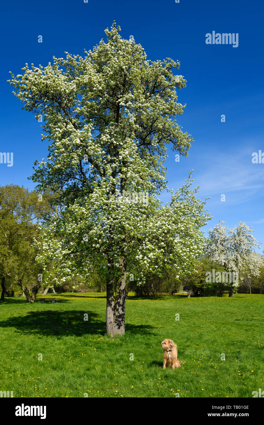 Barbus doré chien à Rowntree Mills Park Toronto au printemps avec la floraison Callery poiriers Banque D'Images