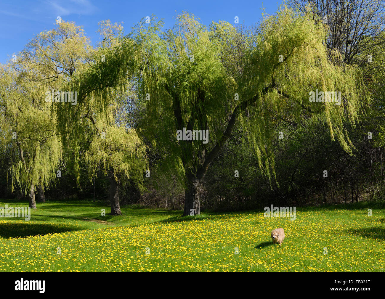 Chien de compagnie à poil long d'or en matière de non tondues herbe verte fraîche et jaune fleurs de pissenlit au printemps parc avec arbres Toronto Banque D'Images