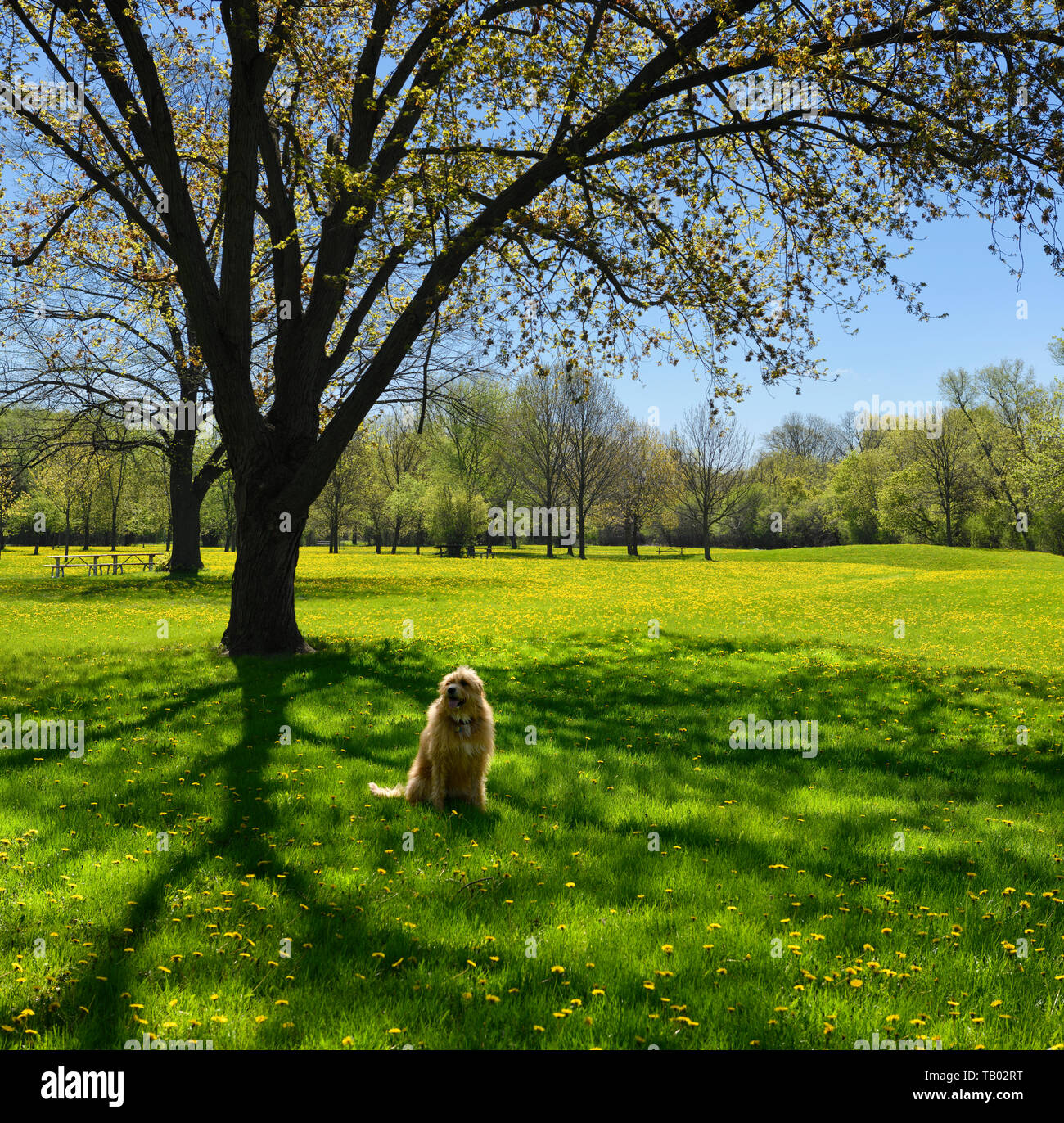 Barbus doré chien sous un érable au printemps avec de l'herbe bien verte et jaune fleurs de pissenlit dans un parc de Toronto Banque D'Images