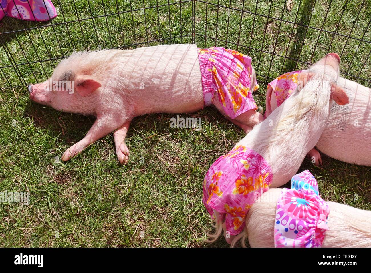JACKSONVILLE, FL -9 MAR 2019- Vue d'un animal de vivre avec des vêtements rose cochon, de la Pop et la renommée Prissy Instagram, à une piscine juste à Jacksonville, Flo Banque D'Images