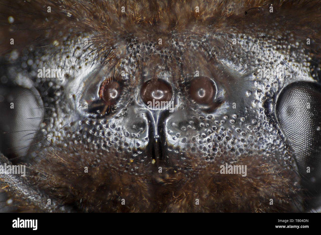 Bourdon, Bombus sp. head voir montrant yeux simples, ocelles. Banque D'Images