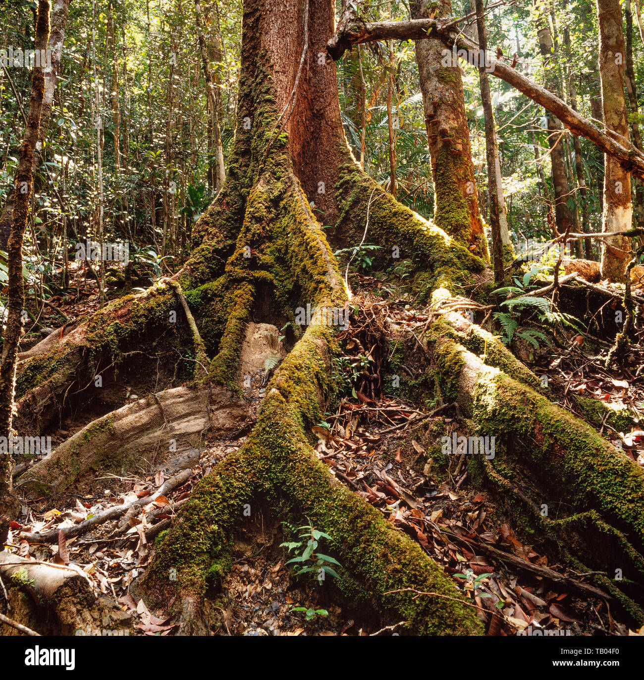 Arbre généalogique de diptérocarpacées butress racines, Mulu National Park, Sarawak, Malaisie Orientale, Banque D'Images