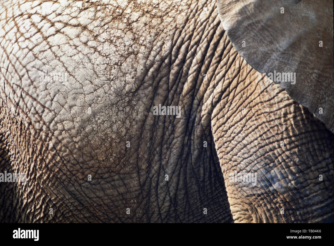 L'éléphant d'Afrique, Loxodonta africana, détail de la peau, Banque D'Images