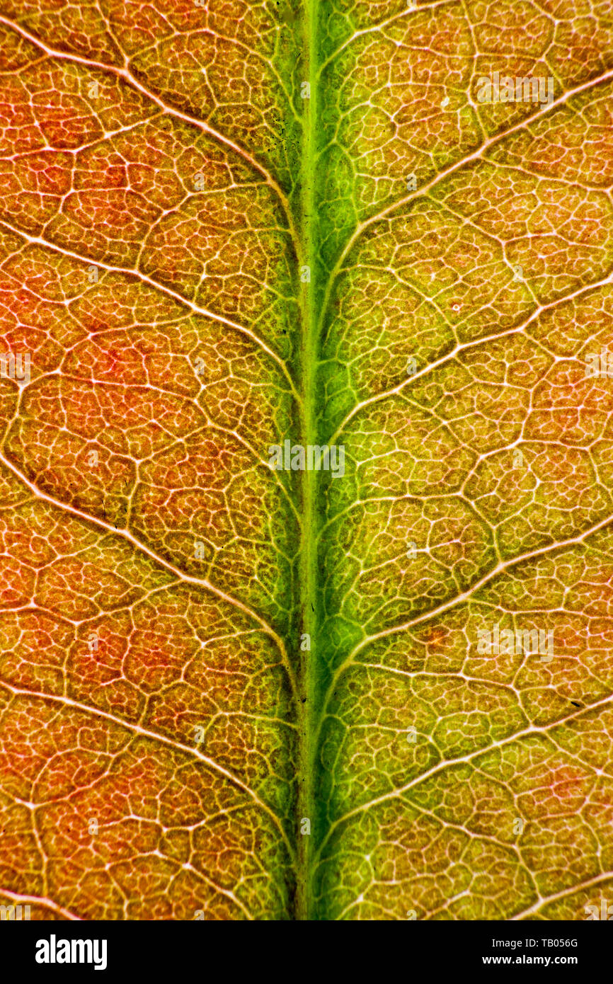 Nervures des feuilles d'arbres, l'épandage Banque D'Images
