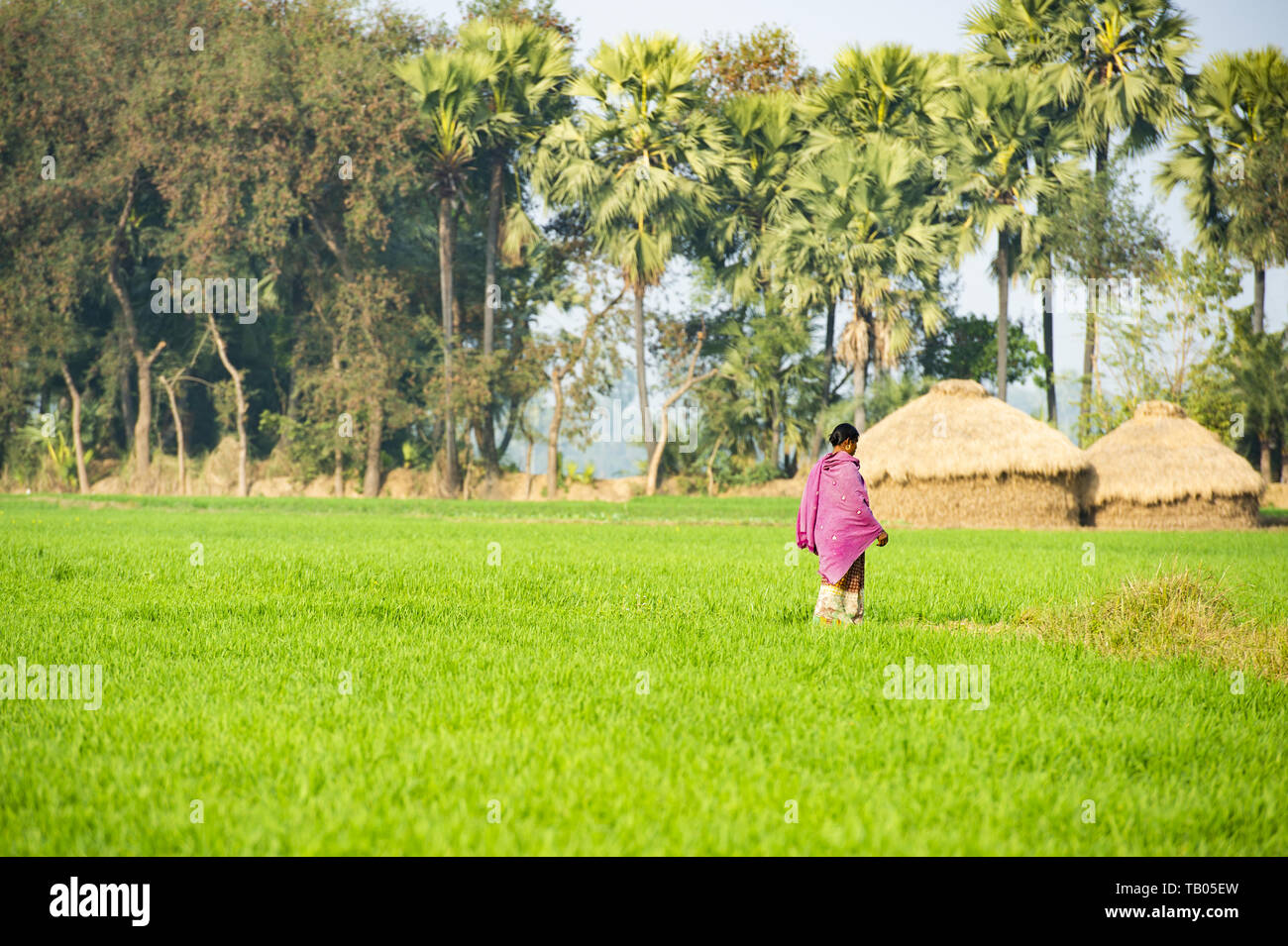 Une femme vêtue de la médecine traditionnelle indienne, Sari est marcher dans un beau champ de riz vert, peu d'abris et de palmiers en arrière-plan. Hampi. Banque D'Images
