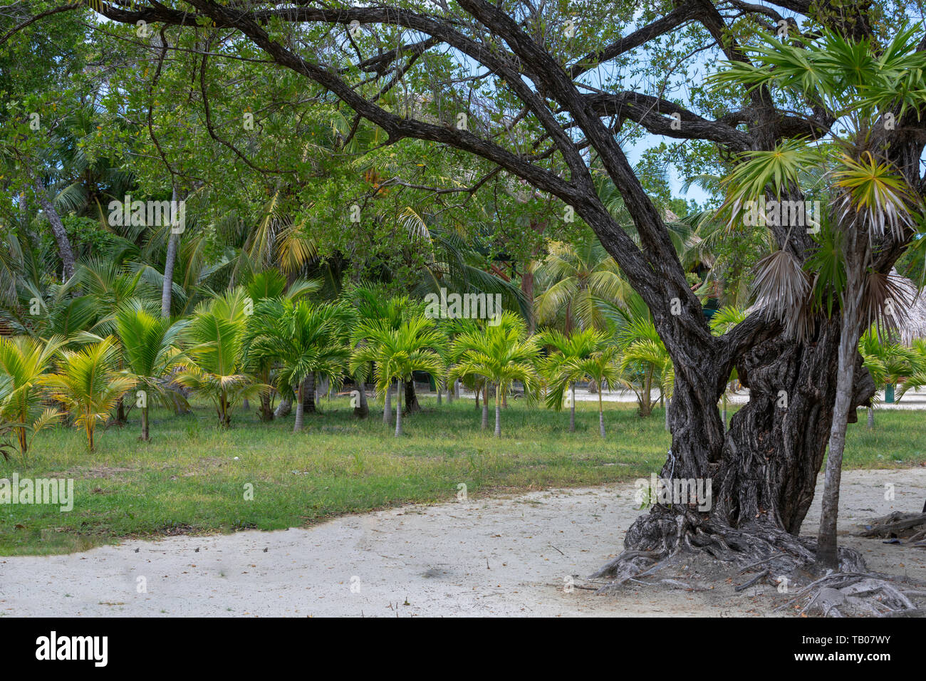 Les arbres tropicaux à Roatan, Honduras Banque D'Images