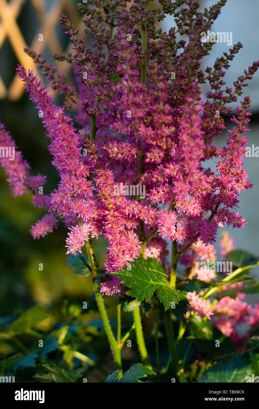 Rose en fleurs fleurs Astillbe dans la lumière du midi. Banque D'Images