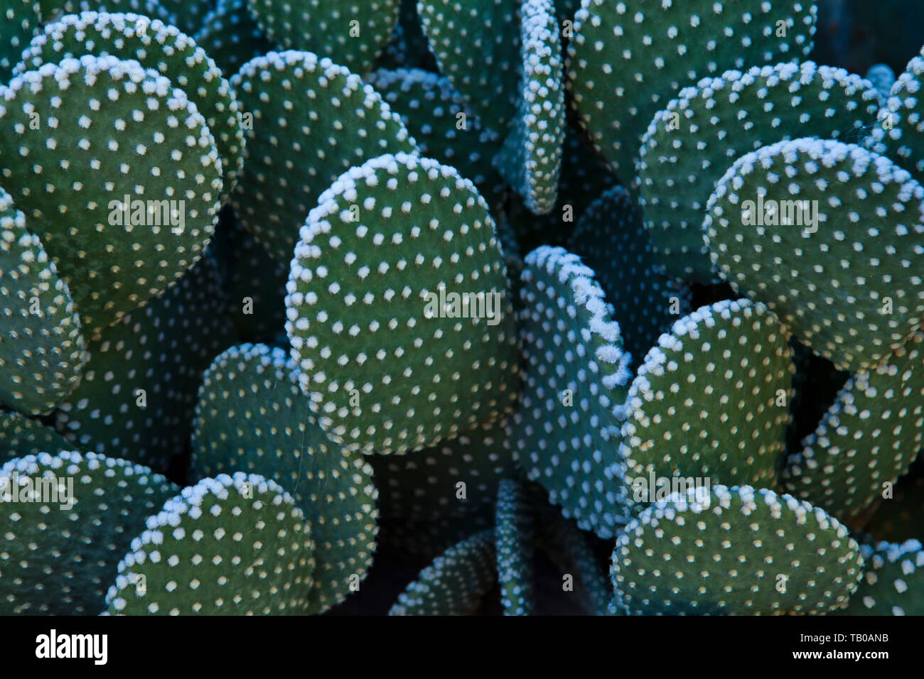 Cactus au Phoenix Desert Botanical Gardens, Phoenix, Arizona, USA. Banque D'Images