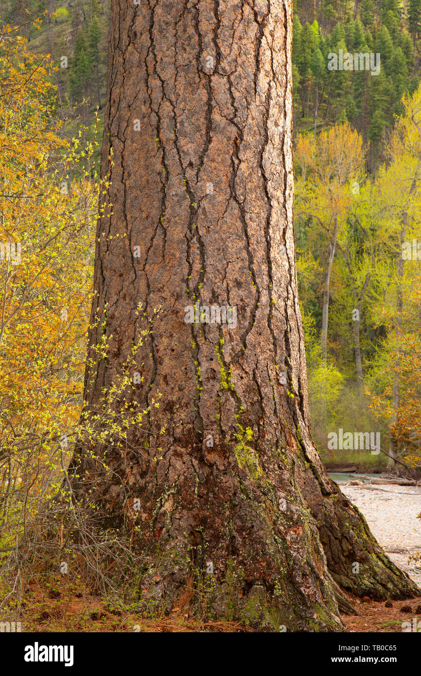 Big Pine, Big Pine Site d'accès à la pêche, au Montana Banque D'Images