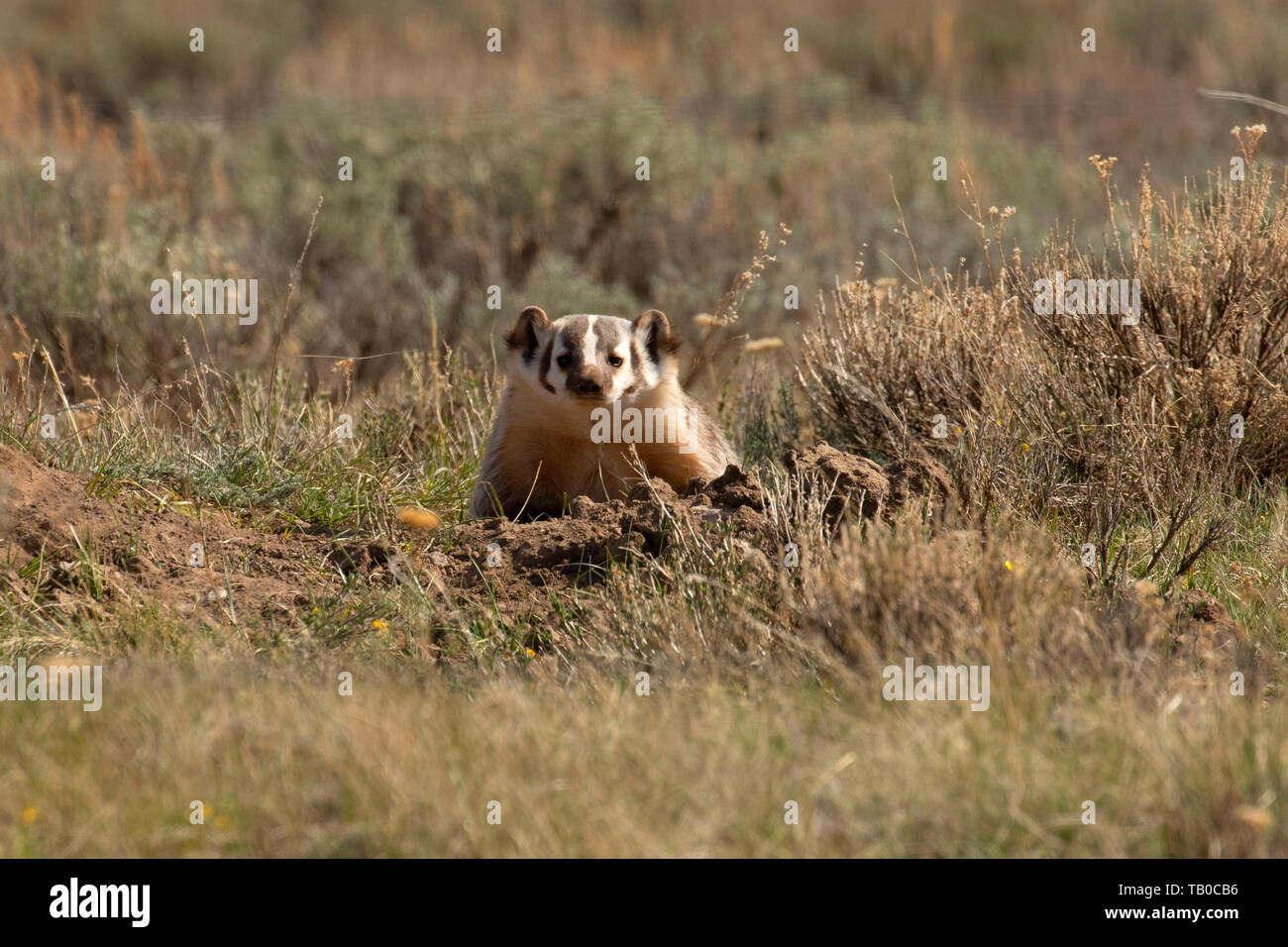 Blaireau (Taxidea taxus), Red Rock Lakes National Wildlife Refuge, Montana Banque D'Images