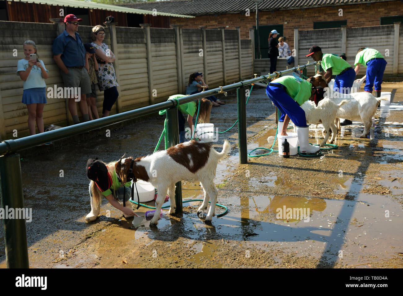 Les jeunes chiens toilettage et de nettoyage pour les chèvres pedigree montrent arena, 2019, Royal Agricultural Show, Pietermaritzburg, Afrique du Sud, les gens, les animaux Banque D'Images