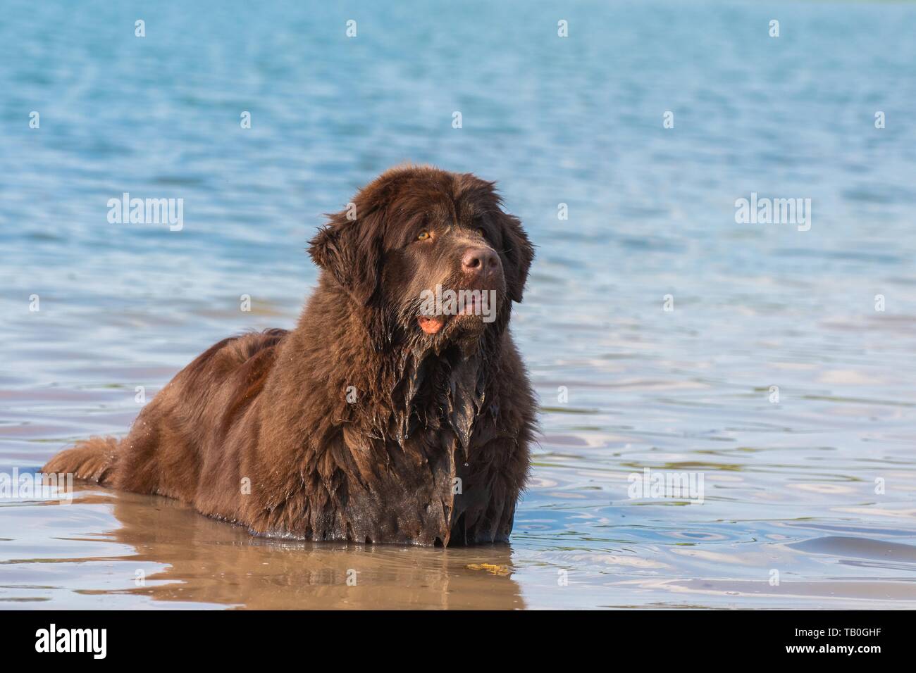 Echelle de chien de Terre-Neuve Banque D'Images