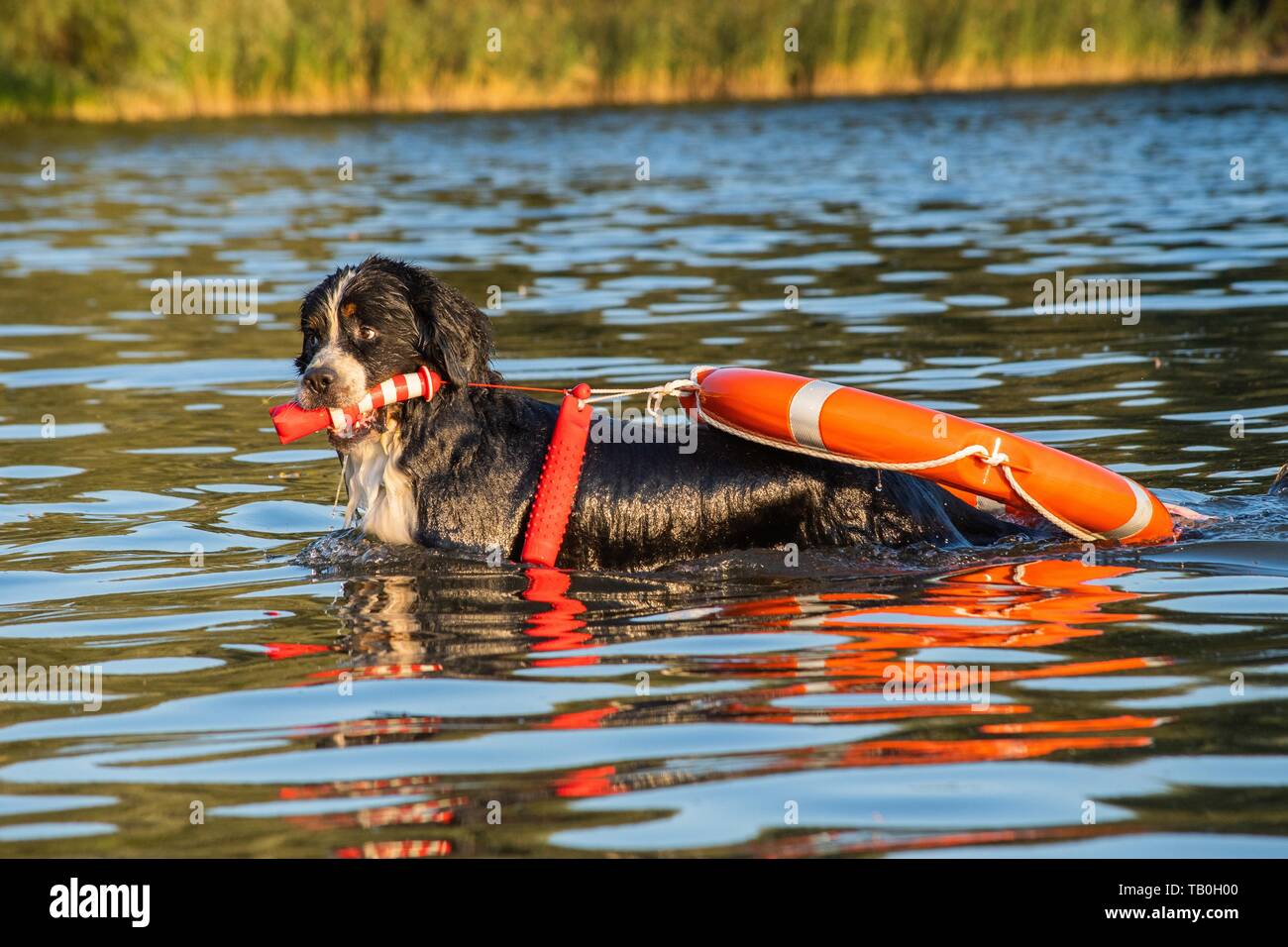 Bernois est formé comme chien de sauvetage de l'eau Banque D'Images