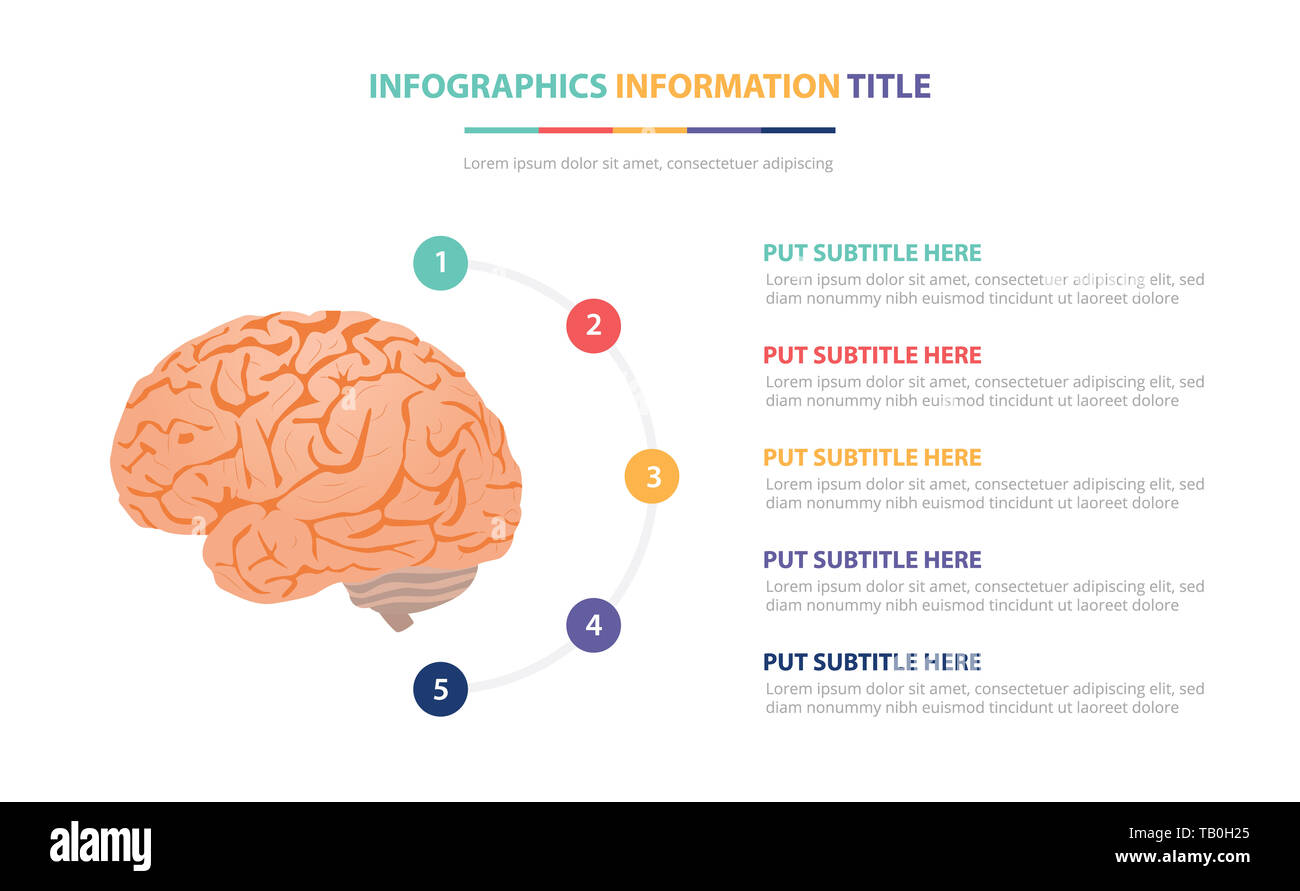 L'anatomie du cerveau humain infographic template concept avec cinq ...