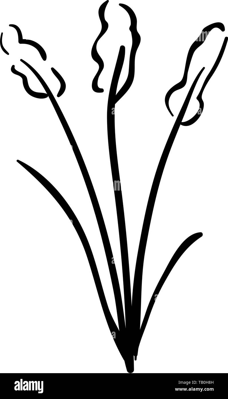 La fumée des prairies mayflower, Pulsatilla patens bloomers tôt dans le nord-est de la Russie. Dans l'Est, cette usine est considérée comme herbe rêve soporifique, Illustration de Vecteur