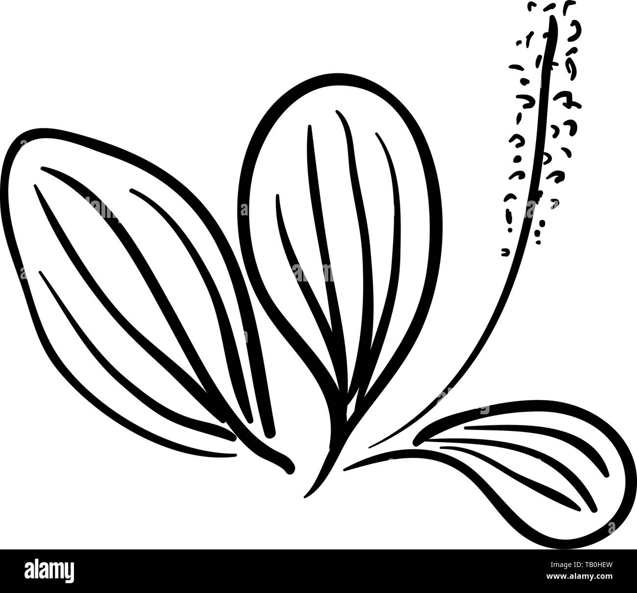 Fleurs de plantain Lancéole Plantago lanceolata, plantain, ribleaf angustifolié herb isolé sur un fond blanc. Plantain lancéole est une médecine naturelle Illustration de Vecteur