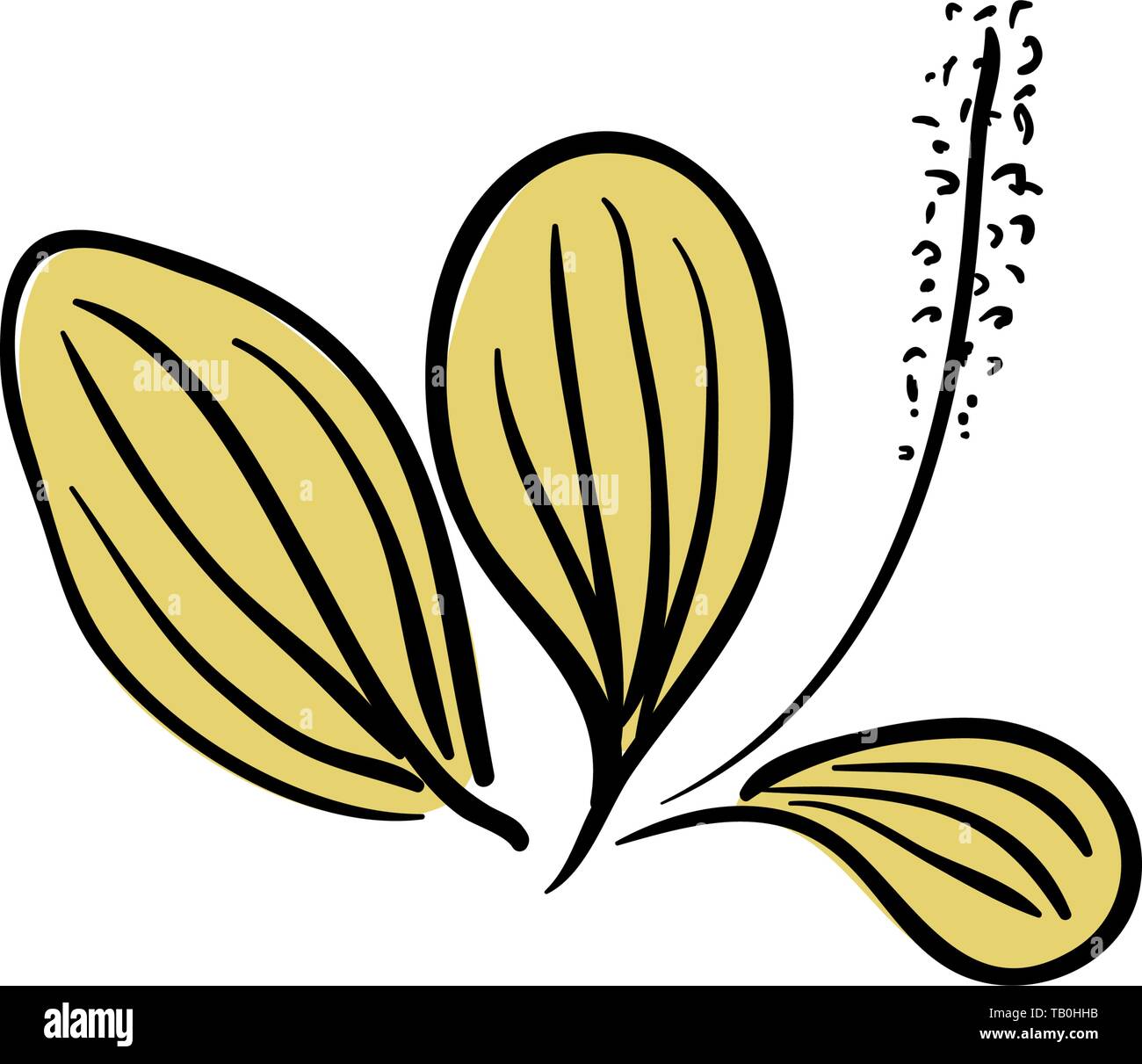 Fleurs de plantain Lancéole Plantago lanceolata, plantain, ribleaf angustifolié herb isolé sur un fond blanc. Lancéole Illustration de Vecteur