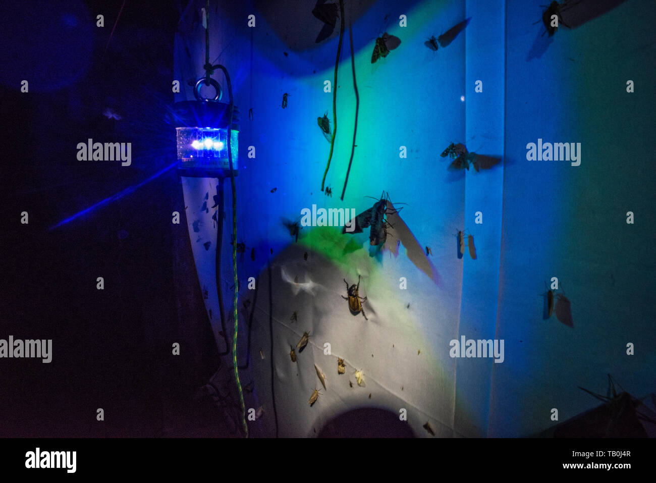 Espèce d'arpentage la diversité biologique en utilisant une lampe UV pour attirer les papillons de nuit d'une feuille dans la forêt de nuage. Important que les insectes sont en déclin. Banque D'Images