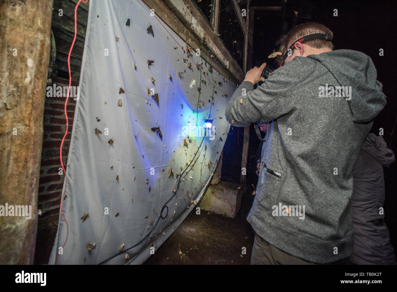 Espèce d'arpentage la diversité biologique en utilisant une lampe UV pour attirer les papillons de nuit d'une feuille dans la forêt de nuage. Important que les insectes sont en déclin. Banque D'Images
