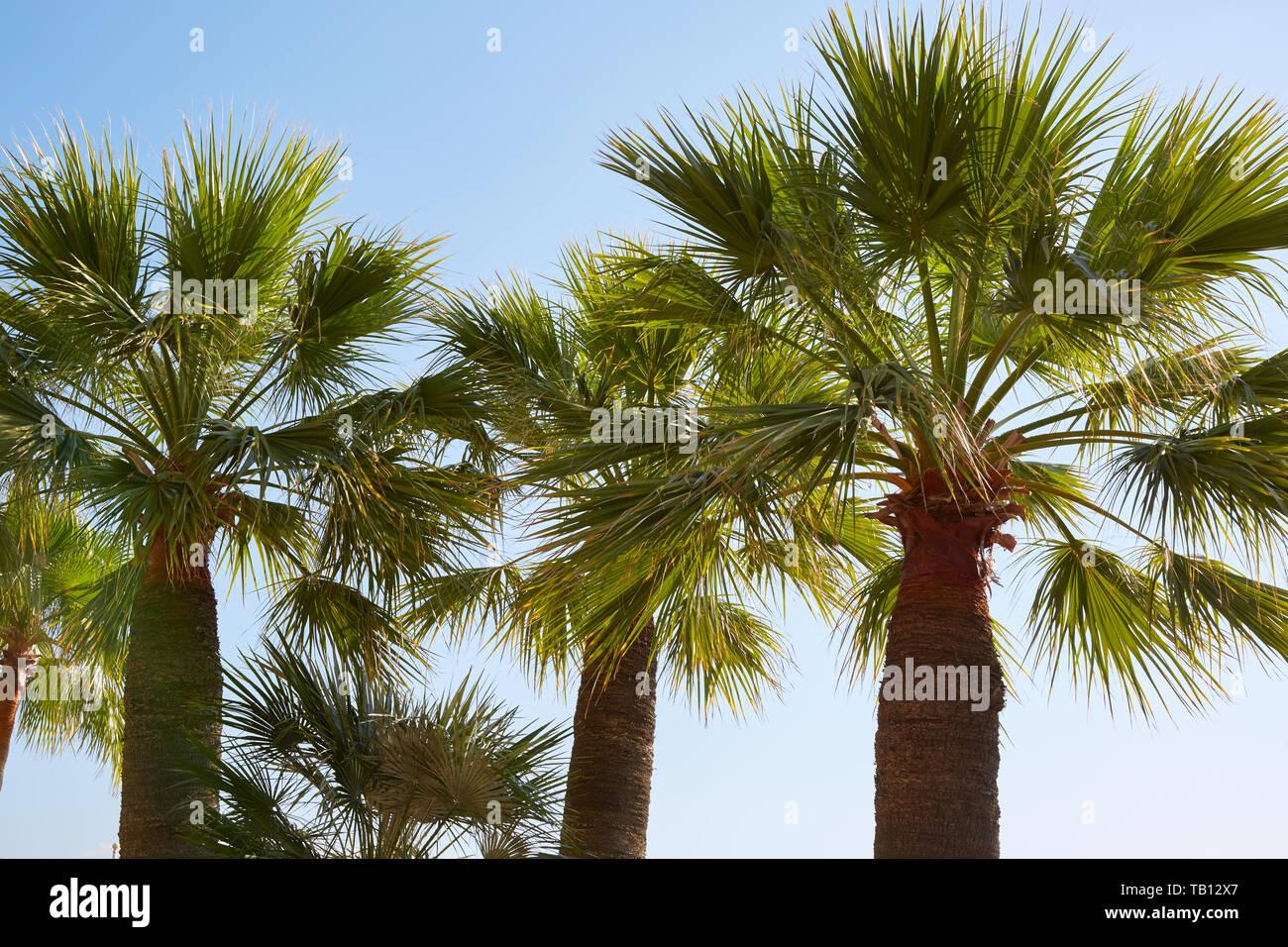 Palmiers et ciel clair dans un jour d'été ensoleillé Banque D'Images