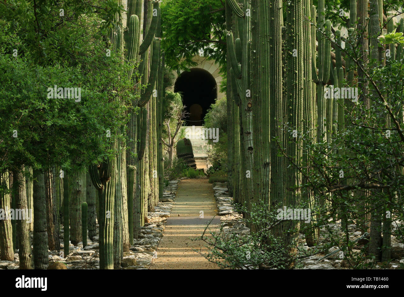 Un chemin à l'intérieur de l'hôtel Jardín Etnobotánico de Oaxaca, Mexique (Jardin botanique de Oaxaca, Mexique, Amérique du Nord) Banque D'Images